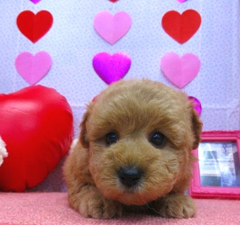 トイプードル 神奈川 鳥取 東京 大阪