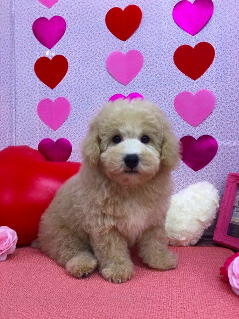 トイプードル ブリーダー子犬専門店 AngelWan 横浜