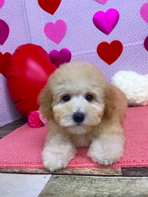 トイプードル ブリーダー子犬専門店 AngelWan 横浜