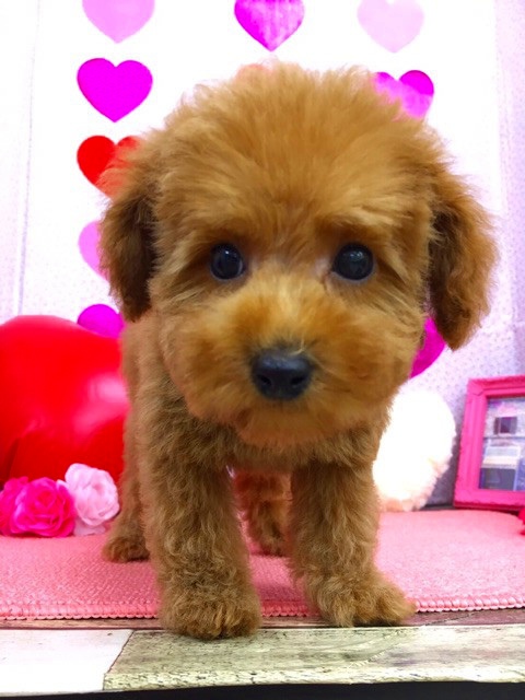 トイプードル ブリーダー 子犬専門店AngelWan 横浜