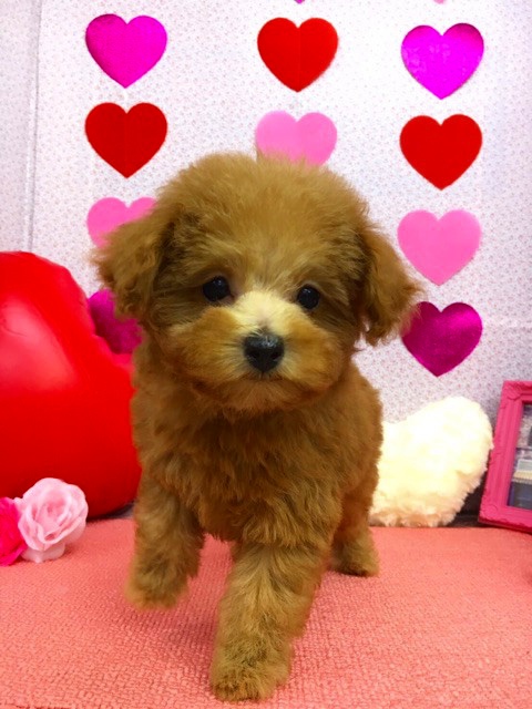 トイプードル ブリーダー 子犬専門店AngelWan 横浜