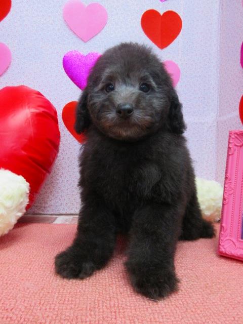 トイプードル ブリーダー 子犬専門店AngelWan 横浜