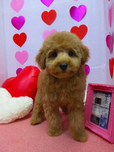 トイプードル ブリーダー 子犬専門店AngelWan 横浜