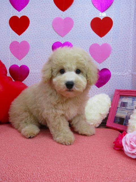 トイプードル ブリーダー子犬専門店 AngelWan 横浜