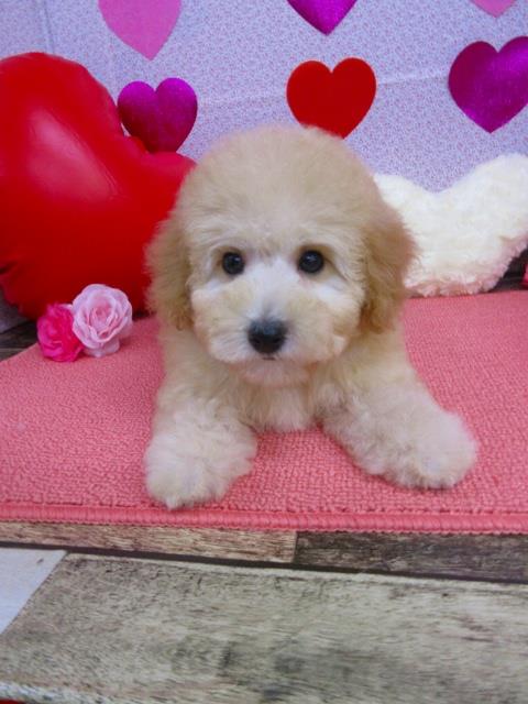 トイプードル ブリーダー子犬専門店 AngelWan 横浜