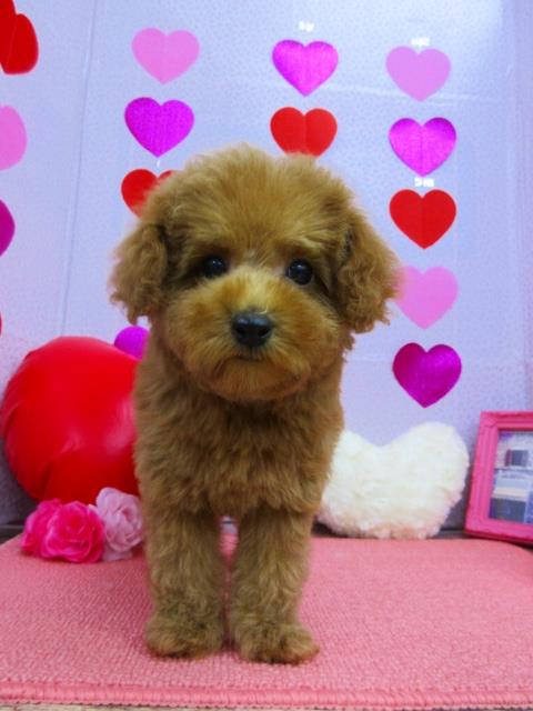 トイプードル ブリーダー 子犬専門店AngelWan 横浜