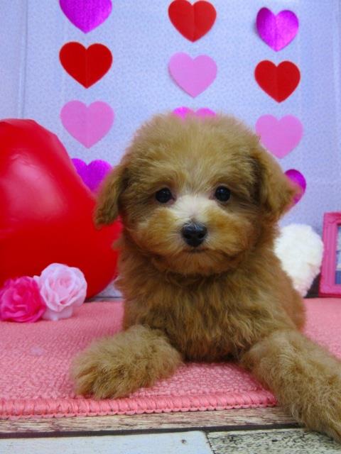 トイプードル ブリーダー 子犬専門店AngelWan 横浜