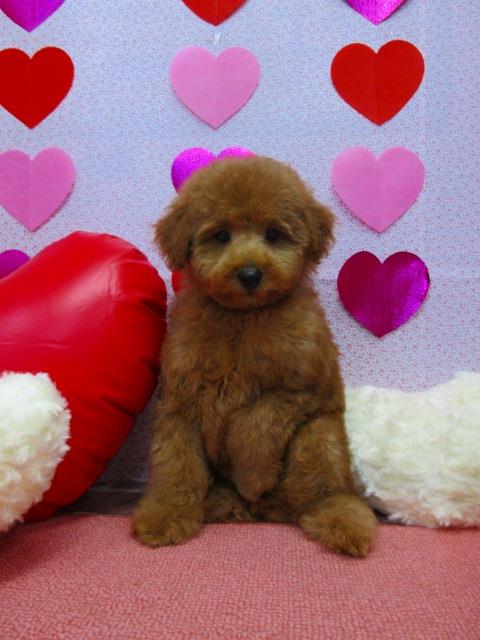 トイプードル ブリーダー 子犬専門店AngelWan 横浜