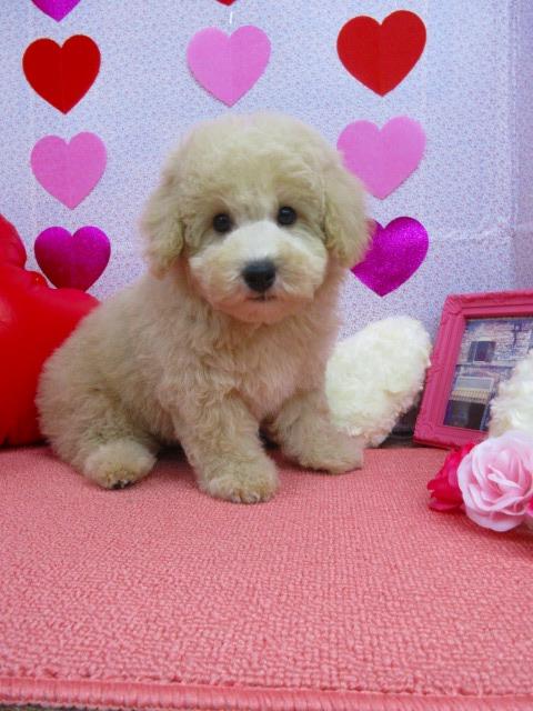 トイプードル ブリーダー子犬専門店 AngelWan 横浜