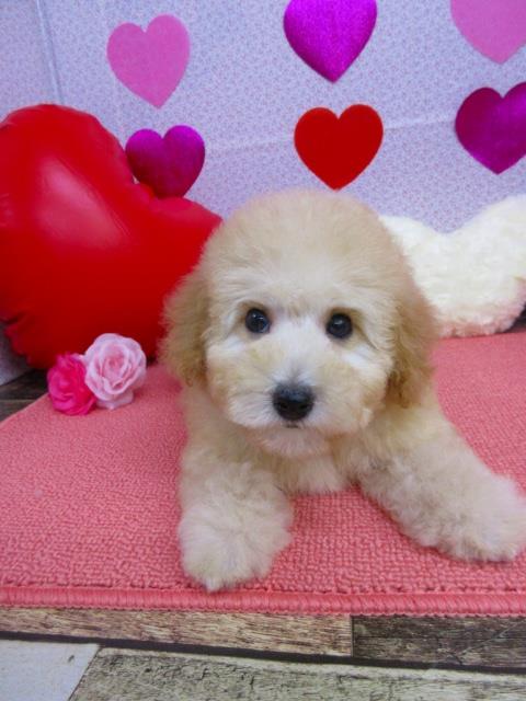 トイプードル ブリーダー子犬専門店 AngelWan 横浜