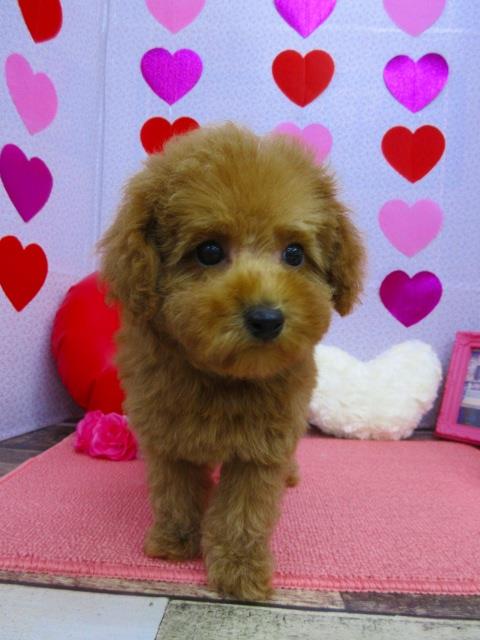 トイプードル ブリーダー 子犬専門店AngelWan 横浜