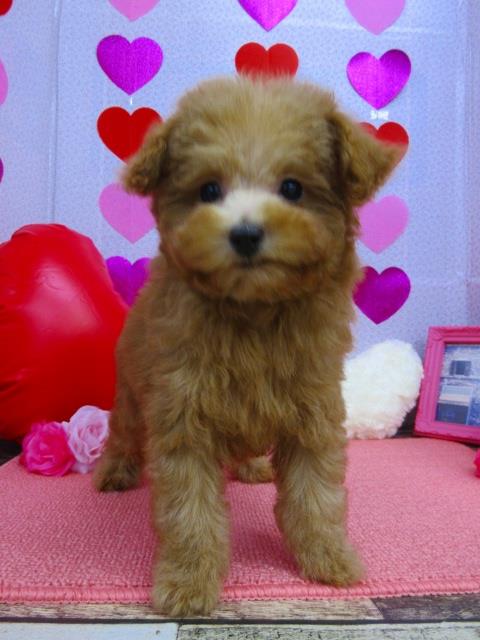 トイプードル ブリーダー 子犬専門店AngelWan 横浜