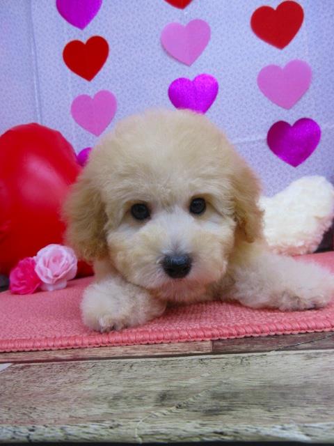 トイプードル ブリーダー子犬専門店 AngelWan 横浜