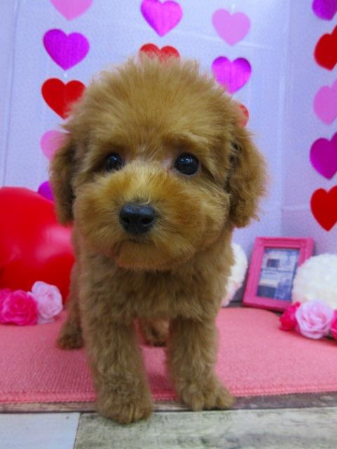 トイプードル ブリーダー 子犬専門店AngelWan 横浜