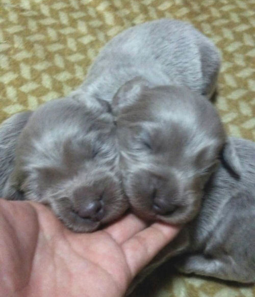 ワイマラナー　仔犬　雄
