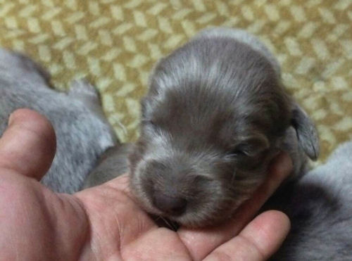 ワイマラナー　子犬　雌