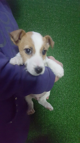 ジャックラッセルテリア ブリーダー 子犬専門店AngelWan 横浜