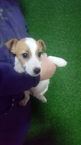 ジャックラッセルテリア ブリーダー 子犬専門店AngelWan 横浜