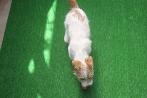 ジャックラッセルテリア ブリーダー 子犬専門店AngelWan 横浜