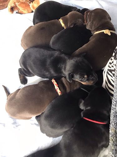 ドーベルマン ブリーダー 子犬専門店AngelWan 横浜