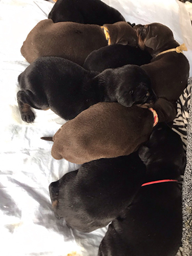 ドーベルマン ブリーダー 子犬専門店AngelWan 横浜