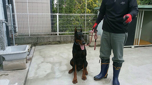 ドーベルマン ブリーダー 子犬専門店AngelWan 横浜