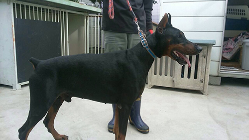 ドーベルマン ブリーダー 子犬専門店AngelWan 横浜