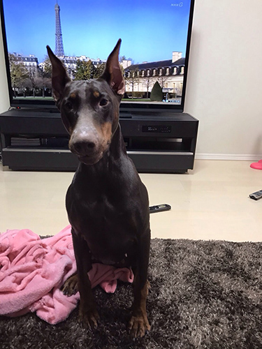 ドーベルマン ブリーダー 子犬専門店AngelWan 横浜