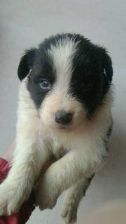 ボーダーコリー ブリーダー 子犬専門店AngelWan 横浜