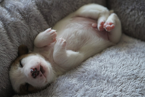 ジャックラッセルテリア　ブリーダー 子犬専門店AngelWan 横浜