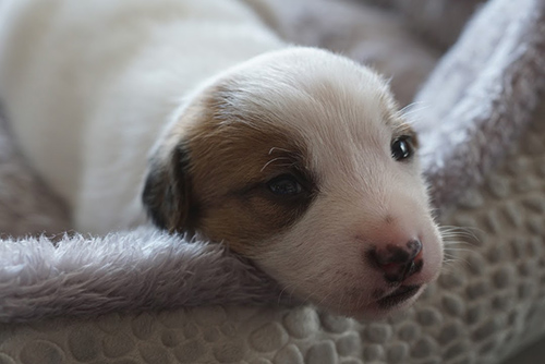 ジャックラッセルテリア　ブリーダー 子犬専門店AngelWan 横浜