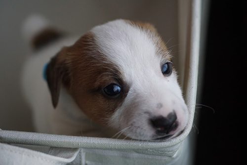 ジャックラッセルテリア　ブリーダー 子犬専門店AngelWan 横浜