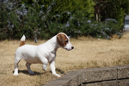 ジャックラッセルテリア　ブリーダー 子犬専門店AngelWan 横浜