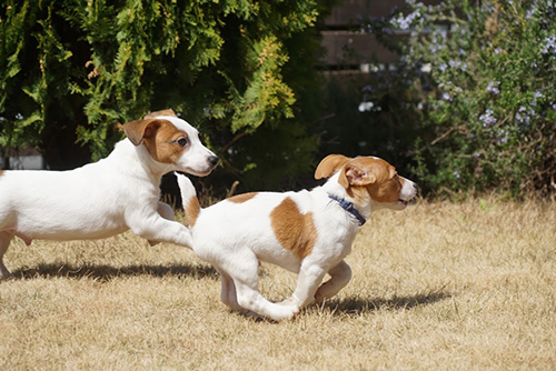 ジャックラッセルテリア　ブリーダー 子犬専門店AngelWan 横浜