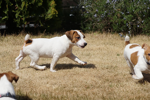 ジャックラッセルテリア　ブリーダー 子犬専門店AngelWan 横浜