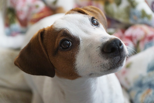 ジャックラッセルテリア　ブリーダー 子犬専門店AngelWan 横浜