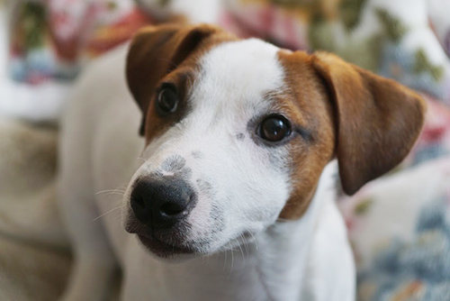 ジャックラッセルテリア　ブリーダー 子犬専門店AngelWan 横浜