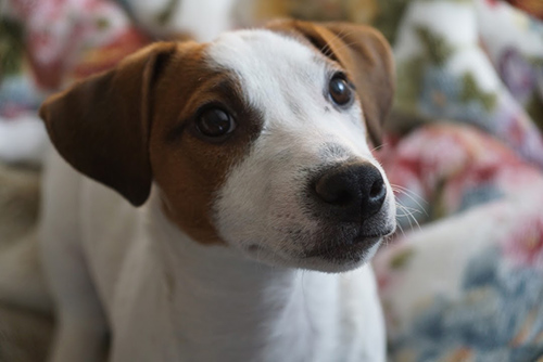 ジャックラッセルテリア　ブリーダー 子犬専門店AngelWan 横浜