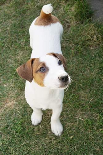 ジャックラッセルテリア　ブリーダー 子犬専門店AngelWan 横浜
