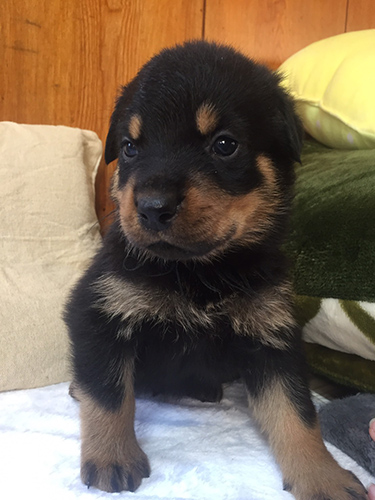 ロットワイラー ブリーダー 子犬専門店AngelWan 横浜