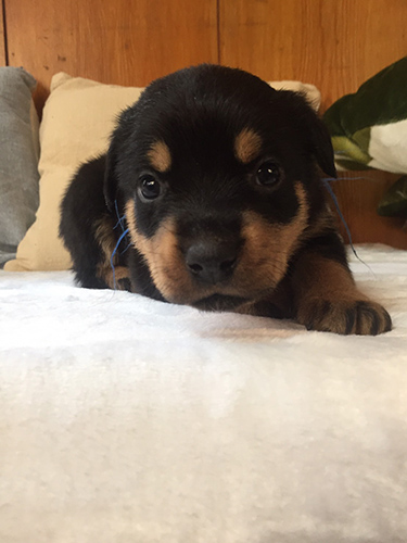 ロットワイラー ブリーダー 子犬専門店AngelWan 横浜