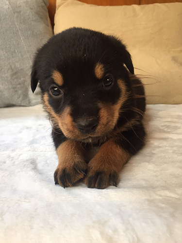 ロットワイラー ブリーダー 子犬専門店AngelWan 横浜