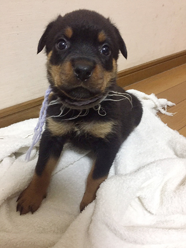 ロットワイラー ブリーダー 子犬専門店AngelWan 横浜