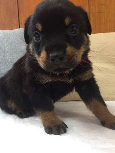 ロットワイラー ブリーダー 子犬専門店AngelWan 横浜
