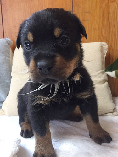 ロットワイラー ブリーダー 子犬専門店AngelWan 横浜