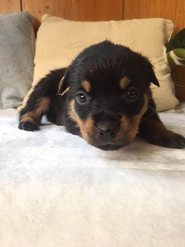 ロットワイラー ブリーダー 子犬専門店AngelWan 横浜