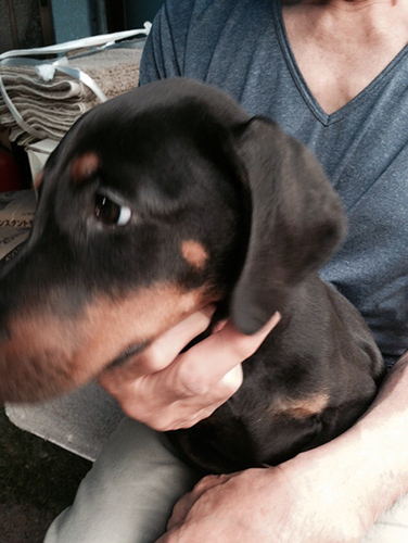 ドーベルマン　ブリーダー 子犬専門店AngelWan 横浜