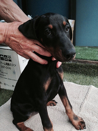 ドーベルマン　ブリーダー 子犬専門店AngelWan 横浜