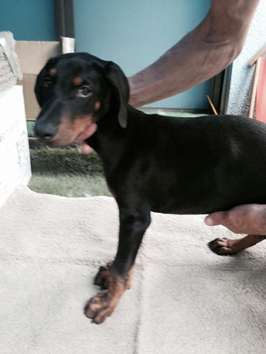 ドーベルマン　ブリーダー 子犬専門店AngelWan 横浜