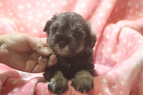 ミニチュアシュナウザー　ブリーダー 子犬専門店AngelWan 横浜